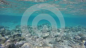 Underwater world in Sharm El Sheikh, Egypt