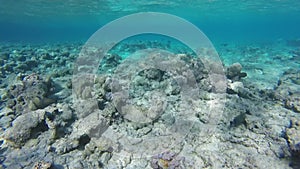 Underwater world in Sharm El Sheikh, Egypt