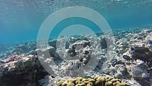Underwater world in Sharm El Sheikh, Egypt