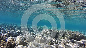 Underwater world in Sharm El Sheikh, Egypt