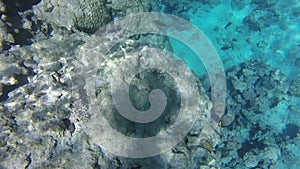 Underwater world in Sharm El Sheikh, Egypt