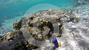 Underwater world in Sharm El Sheikh, Egypt