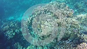 Underwater world in Sharm El Sheikh, Egypt