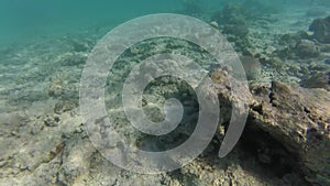 Underwater world in Sharm El Sheikh, Egypt