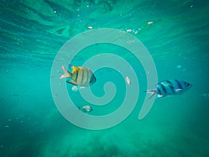 Underwater world. Snorkeling with Clown fish, reef, rock and coral