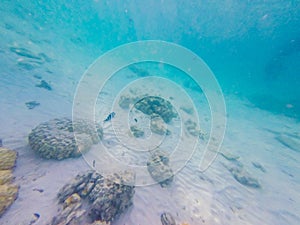 Underwater world. Snorkeling with fish, reef, rock and coral