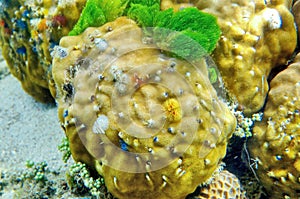 The underwater world of the Sulu Sea near Selingan island