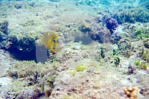 The underwater world of the Sulu Sea near Selingan island