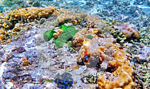 The underwater world of the Sulu Sea near Selingan island