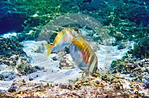 The underwater world of the Sulu Sea near Selingan island