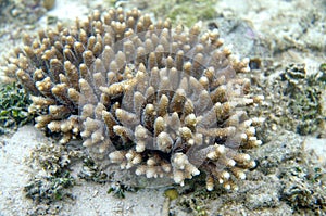 The underwater world of the Sulu Sea near Selingan island