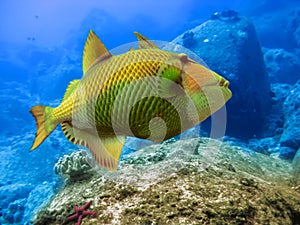Underwater world. Triggerfish
