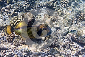 Underwater world- triggerfish & x28;Balistidae& x29; photo