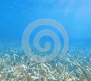 Underwater world. Tropical transparent ocean. Still Calm Sea Water Surface With Clear Sky And Underwater World