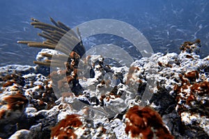 Underwater world. Tropical transparent ocean. Still Calm Sea Water Surface With Clear Sky And Underwater World