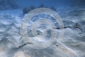 Underwater world. Tropical transparent ocean. Still Calm Sea Water Surface With Clear Sky And Underwater World