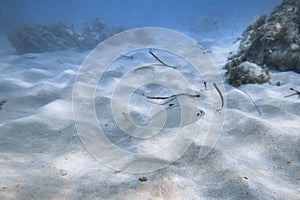 Underwater world. Tropical transparent ocean. Still Calm Sea Water Surface With Clear Sky And Underwater World