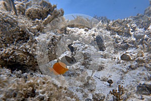 Underwater world. Tropical transparent ocean. Still Calm Sea Water Surface With Clear Sky And Underwater World