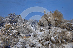 Underwater world. Tropical transparent ocean. Still Calm Sea Water Surface With Clear Sky And Underwater World