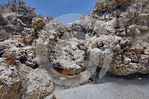 Underwater world. Tropical transparent ocean. Still Calm Sea Water Surface With Clear Sky And Underwater World