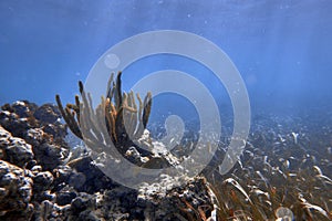 Underwater world. Tropical transparent ocean. Still Calm Sea Water Surface With Clear Sky And Underwater World