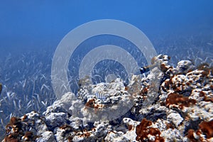 Underwater world. Tropical transparent ocean. Still Calm Sea Water Surface With Clear Sky And Underwater World