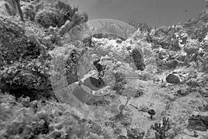 Underwater world. Tropical transparent ocean. Still Calm Sea Water Surface With Clear Sky And Underwater World