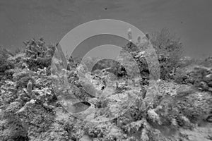 Underwater world. Tropical transparent ocean. Still Calm Sea Water Surface With Clear Sky And Underwater World