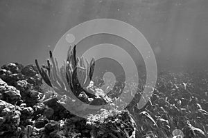 Underwater world. Tropical transparent ocean. Still Calm Sea Water Surface With Clear Sky And Underwater World