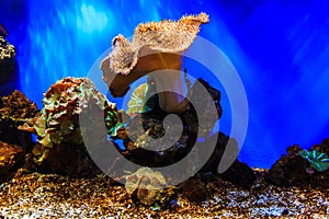 A vivid and lush coral reef in ocean, marine sea life, aquatic plants flora.