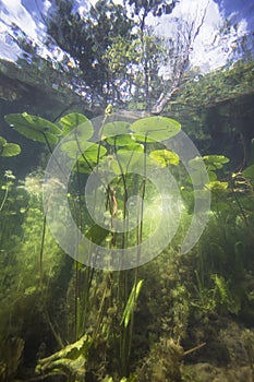 Underwater yellow Water lily nuphar lutea