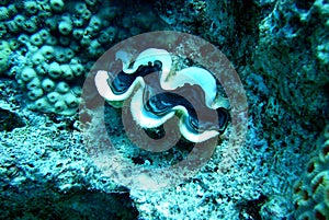 Underwaterworld / Shell