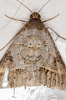 Underwing moth