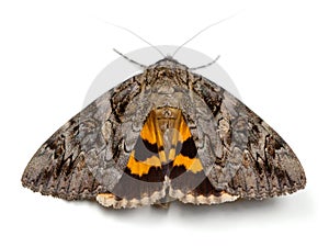 Underwing Moth