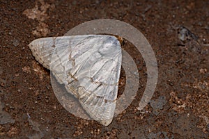 Brazilian Underwing moth