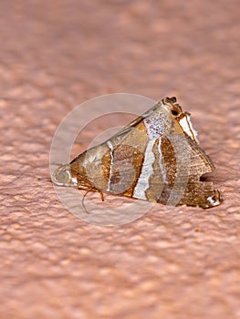 Underwing moth