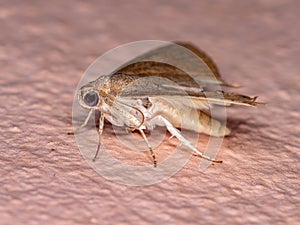 Brazilian Underwing moth