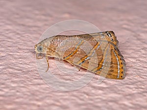 Brazilian Underwing moth