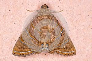 Brazilian Underwing moth