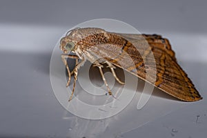 Brazilian Underwing moth