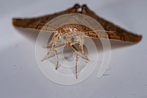 Brazilian Underwing moth