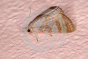 Brazilian Underwing moth