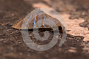 Brazilian Underwing moth