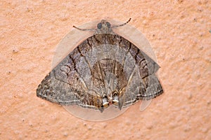 Underwing moth