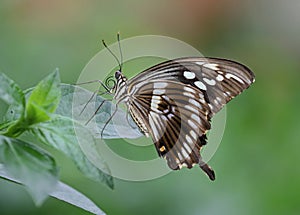 Constantines Swallowtail