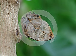 Indian leaf Butterfly