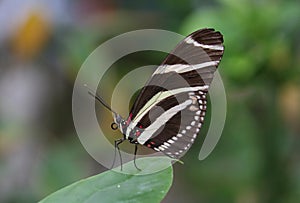 Zebra Longwing