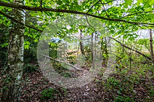 Underwood footpath in lush vegetation