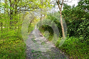 Underwood footpath in lush vegetation