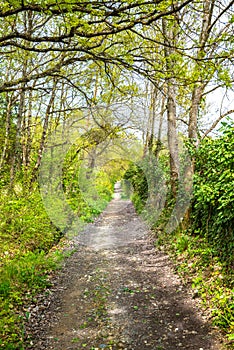 Underwood footpath in lush vegetation